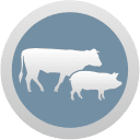 Animais de Produção