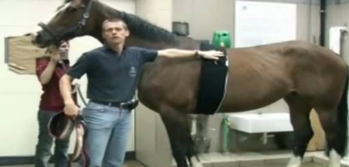 OrthoHorse TeleVet 100