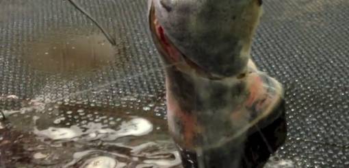 KRUUSE Wound flushing