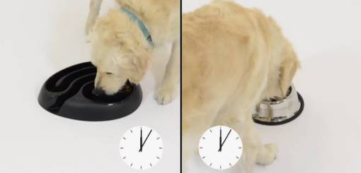 KRUUSE | Buster DogMaze Test