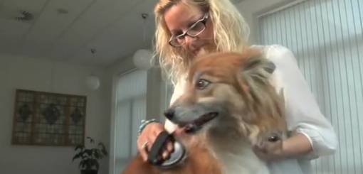 KRUUSE | Buster Grooming