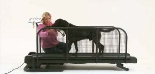 KRUUSE | Fit Fur Life Treadmill - Introduce Dog