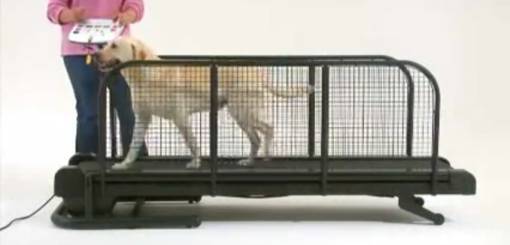 KRUUSE | Fit Fur Life Treadmill