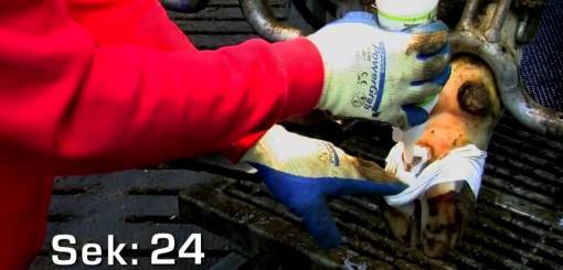 KRUUSE | BOVIVET Hoof Bandage