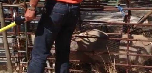 Equipamento de leitura para Identificação Eletrónica RFID em Ovinos e Caprinos - Filme 3