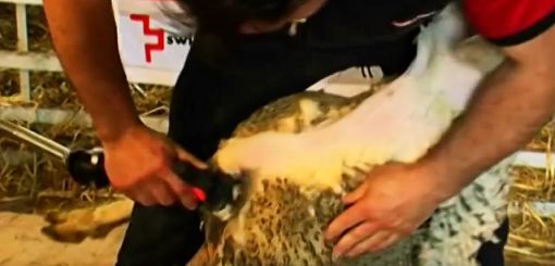 Heiniger sheep shearing