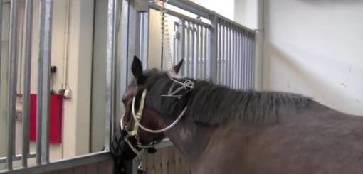 KRUUSE | EQUIVET Enteral Fluid Kit